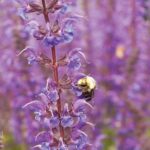 ways to invite nature into your landscape bees