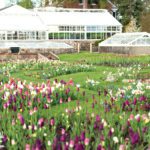 Large greenhouse and field of tulips