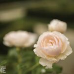 Heritage shrub rose by David Austin