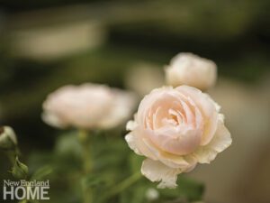 Heritage shrub rose by David Austin