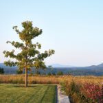 Lone tree in manicured lawn with panoramic views of surrounding meadow and mountains.